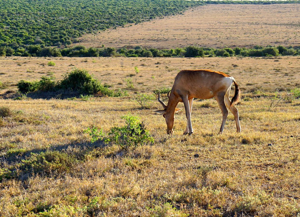 Waterford Koedoeskop Private Mountain Reserve מראה חיצוני תמונה