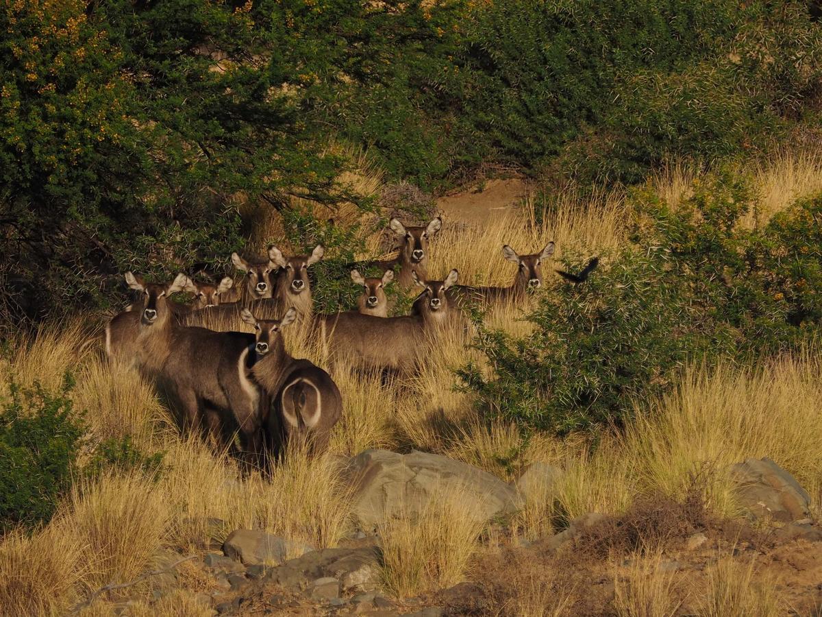 Waterford Koedoeskop Private Mountain Reserve מראה חיצוני תמונה