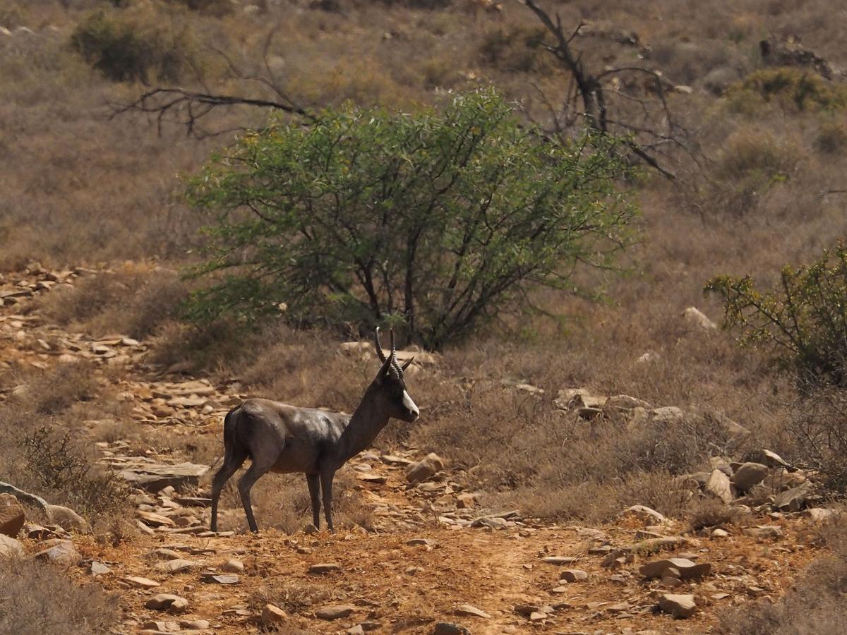 Waterford Koedoeskop Private Mountain Reserve מראה חיצוני תמונה