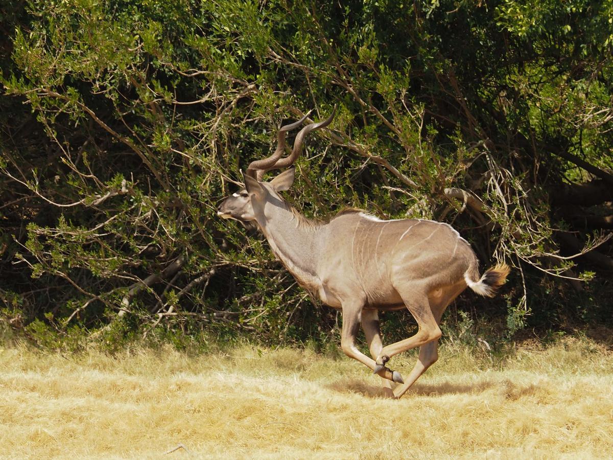 Waterford Koedoeskop Private Mountain Reserve מראה חיצוני תמונה