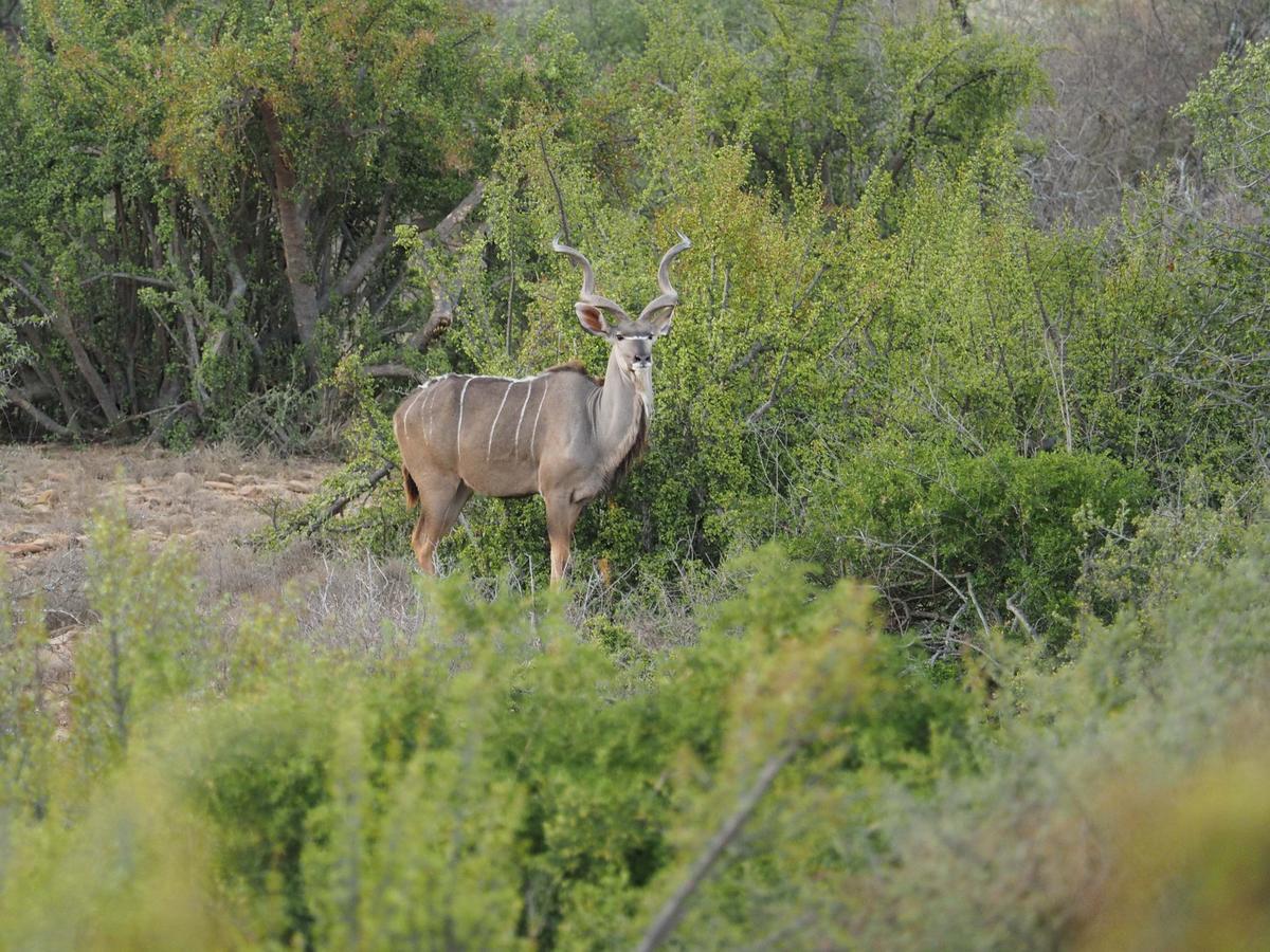 Waterford Koedoeskop Private Mountain Reserve מראה חיצוני תמונה