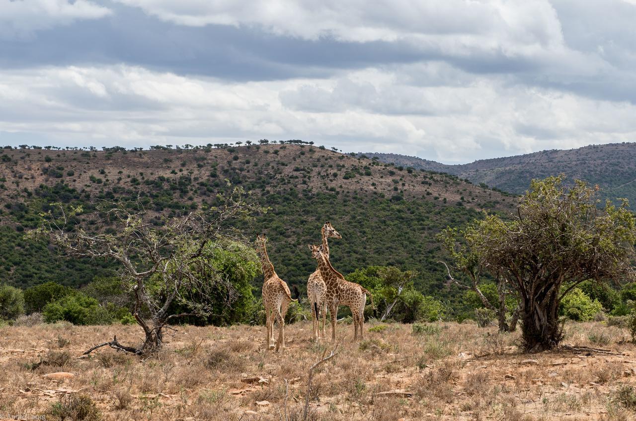 Waterford Koedoeskop Private Mountain Reserve מראה חיצוני תמונה