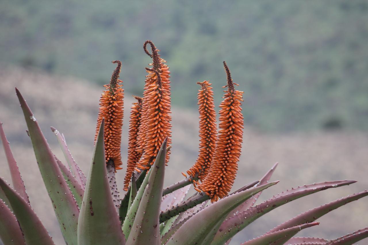 Waterford Koedoeskop Private Mountain Reserve מראה חיצוני תמונה