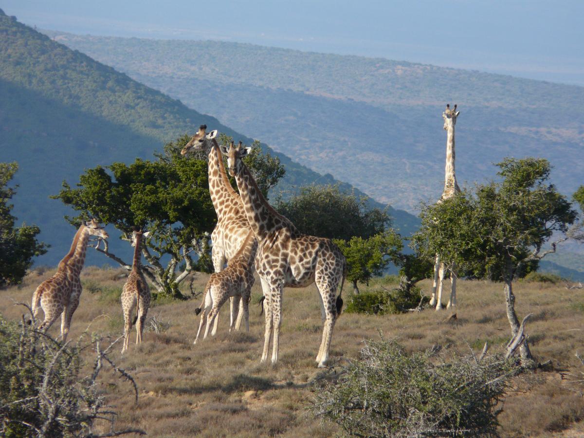 Waterford Koedoeskop Private Mountain Reserve מראה חיצוני תמונה